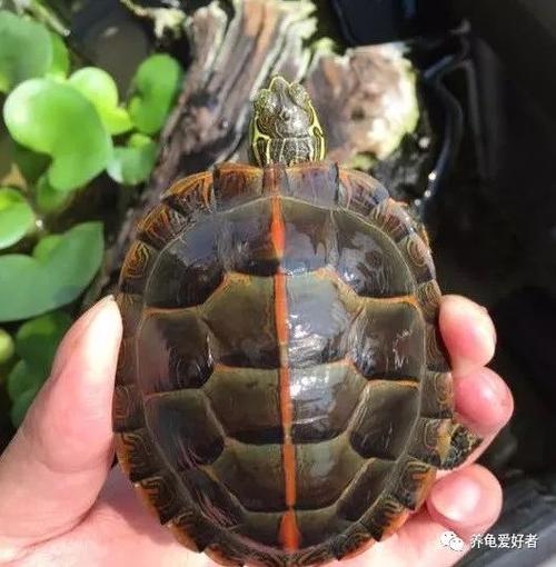 原创外表艳丽的锦龟,只是和巴西龟一样饲养?