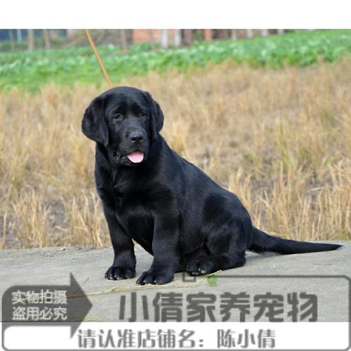 纯种拉布拉多幼犬活体宠物狗狗导盲犬黑色乖巧听话家养伴侣犬y