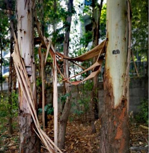 桉树与红椎混交林经营分析,如何让两种树种达到良好契合促进作用