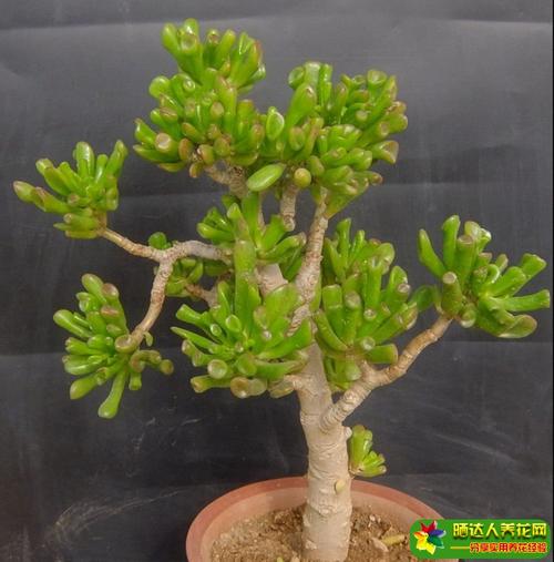 主页 多肉植物 光照,温度 筒叶花月喜光,除盛夏高温期外都要接受充足