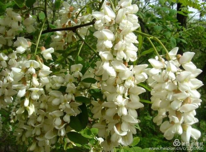 这场槐花雨是为你我而下的