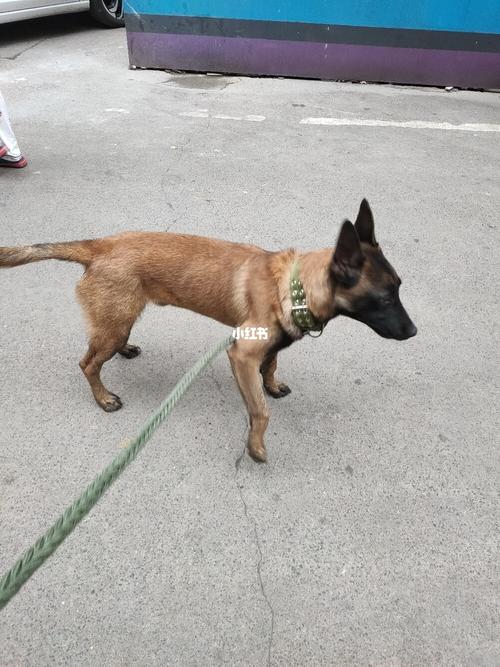 德国正宗马犬 六个月德国正宗马犬 六个月德国正宗马犬 六个月大_疫苗