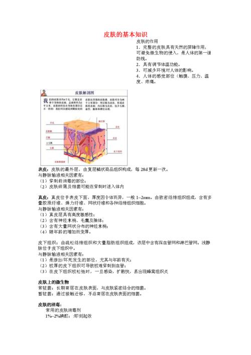 皮肤的基本知识.doc 9页