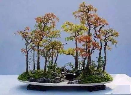 (图文)丛林式盆景