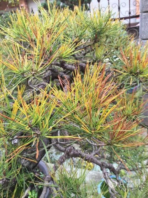 该病原菌侵染危害樟子松, 红松等多种松树,是一种严重危害针叶的病害.