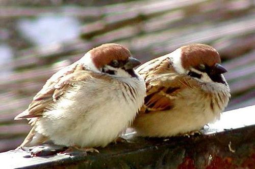 麻雀变得肥圆,原来是为了保住小命!它们圆滚滚过冬模样太可爱啦!