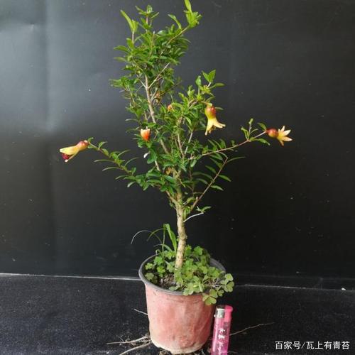 放置在有暖气的房间,还会继续发芽开花,春节你也可以有一盆挂果的石榴