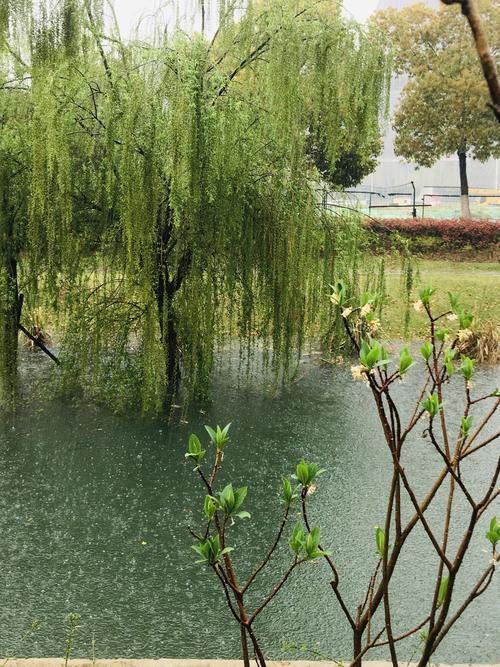 春风又绿江南,河畔杨柳,雨中随风飘散,似一幕水帘落下,似梦幻人醉仙境