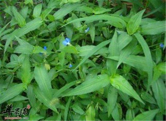 鸭跖草的三大药用效果不容错过