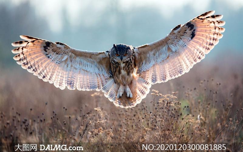 展翅飞翔的猫头鹰摄影图片