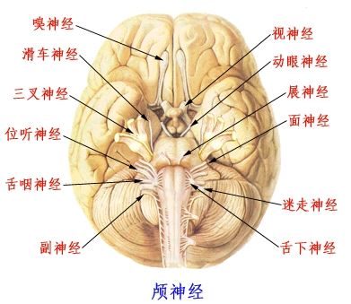 颅神经损伤能治好吗?_昆明南大脑科医院_云南脑瘫医院