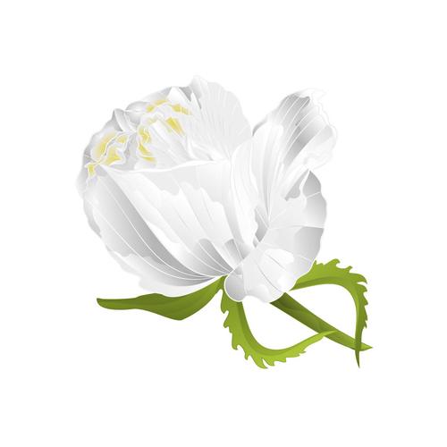 白色蔷薇,叶子,自然,背景,旧式,矢量,插画,绘画