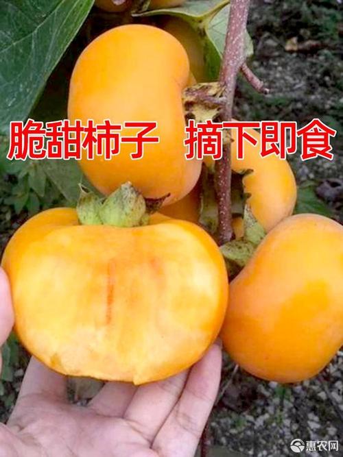 嫁接日本太秋甜柿苗国内的大秋柿子柿子树苗保证品种