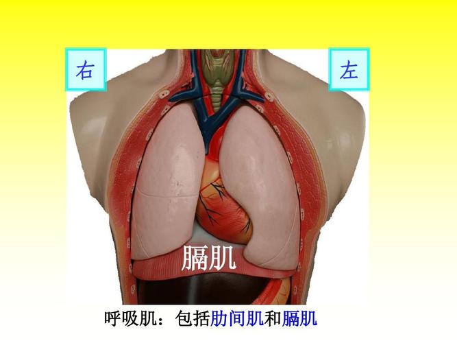 2 发生在肺内的气体交换 课件(新人教版七年级下)(1) 右 左 膈肌 呼吸