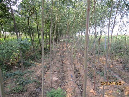 名称:大连市金州华家恒泰苗圃