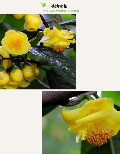 金花茶盆栽防城黄樽金茶花黄色茶花树苗盆栽带花苞四季常绿花卉绿