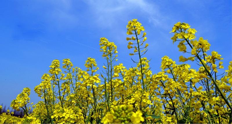 春日中国最美油菜花海