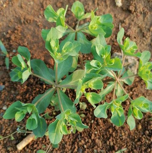 春夏采集全草,晒干入药.泽漆又叫五朵云,猫眼草,五凤草等.