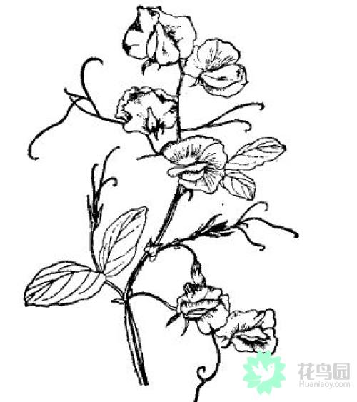 文津渡口的那些草木茼蒿花最明媚亮眼豌豆花是小清新水粉豌豆花的