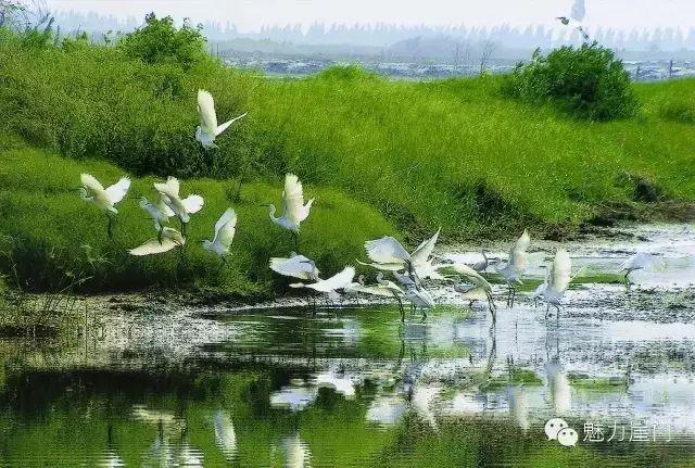 银湖湾湿地公园