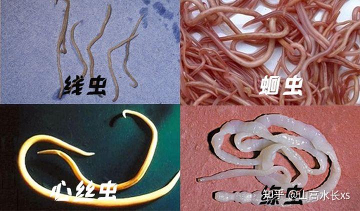 体外常见寄生虫有:跳蚤,螨虫,蜱虫,和其他皂类的特有寄生虫.