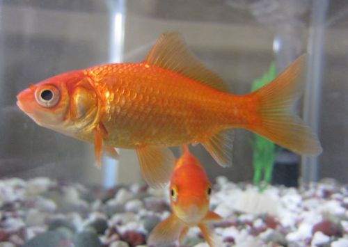 女子养了一条"大金鱼",两年长到30厘米,同伴全都被它吃没了!