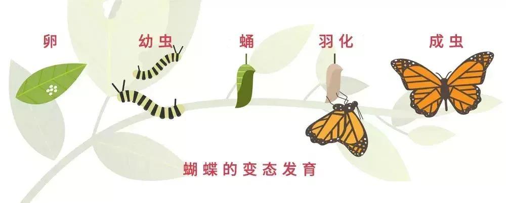 蝴蝶会记得自己是毛毛虫吗?