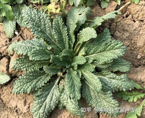 蛤蟆草可以主治以下六大疾病.