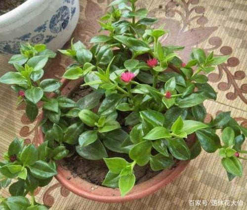 家中的吊兰"过冬难"怎么办?将4点做到位,来年开春就下崽子
