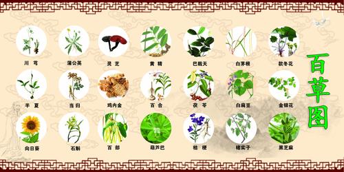小朋友们,看看百草图中大家认识几种药草?