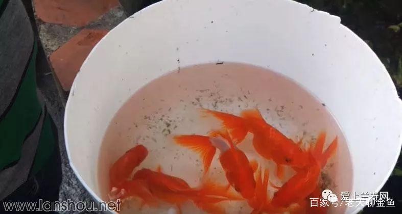 老外教你繁殖金鱼