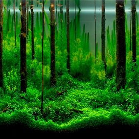 蓝天鱼缸背景纸壁纸3d立体感水草系列