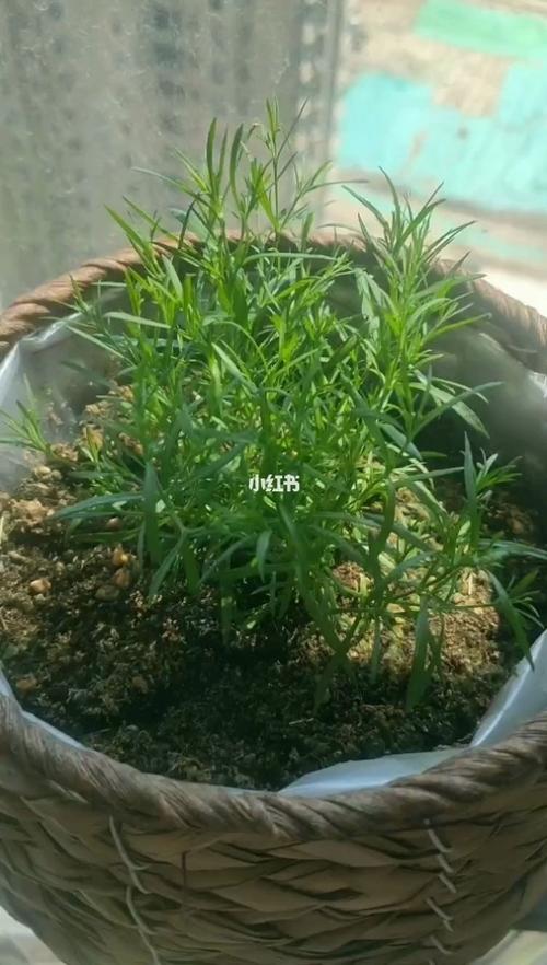 春季播种的植物记录_春天去哪玩_满天星_家居家装