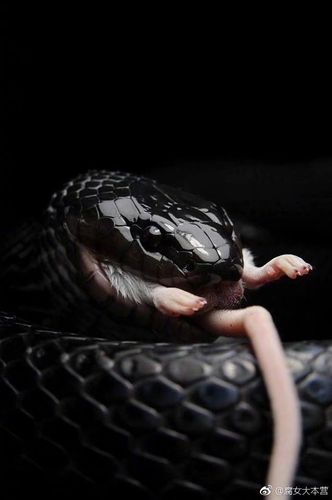 属于无毒蛇,毒抗却max,吃其他毒蛇所以被称之为黑王蛇