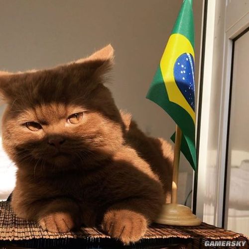 毛茸茸肉头让人想揉荷兰咖啡色橘猫实力圈粉