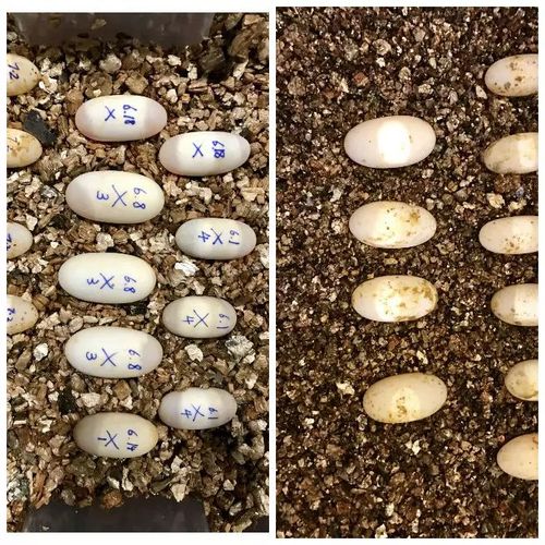 龟繁殖丨龟蛋孵化过程讲解