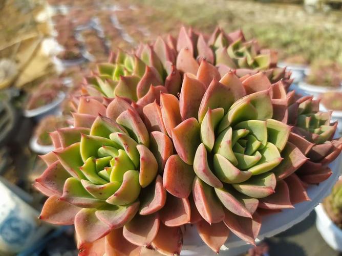 多肉植物18公分满盆贝拉多娜稀缺韩货