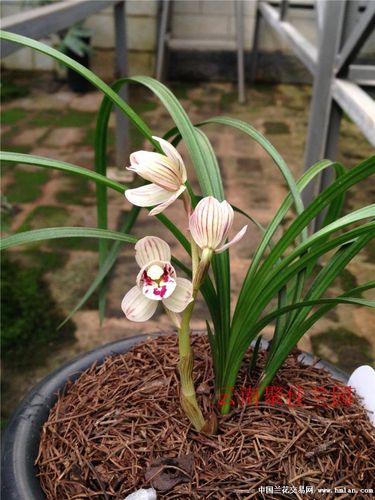 莲瓣精品荷瓣【滇荷】-莲瓣篇-中国兰花交易网社区