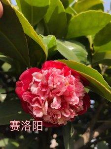 《赛洛阳》原生茶花大树/大苗 盆栽苗 容器苗 购买前先咨询