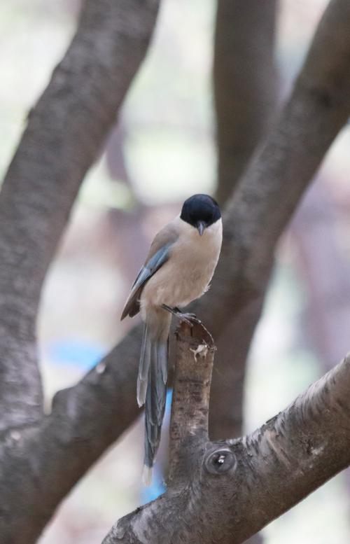 《我拍你看》灰喜鹊篇