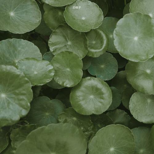 小众温柔绿色ins背景图