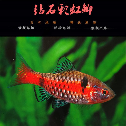 钻石彩虹鲫鱼小型群游热带鱼活体易养灯科观赏鱼温顺