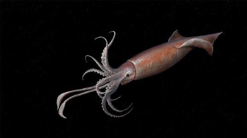 原创可怕的红色恶魔,生活在千米海底的洪堡乌贼,超过千只协同捕猎