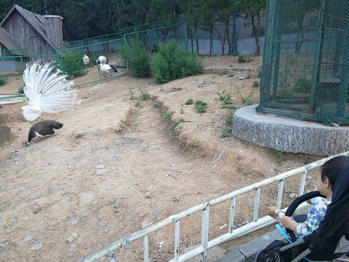南山公园动物园旅游景点攻略图