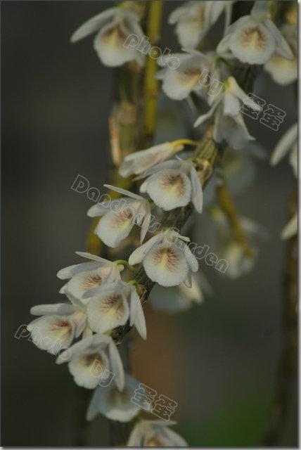 贝壳家族白贝壳石斛dencretaceum
