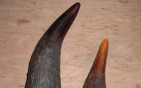 250公斤的犀牛角偷运入境被查获了,犀牛角有哪些用途?