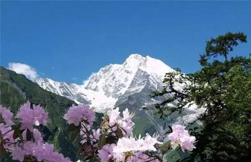 4,白马雪山高山杜鹃林