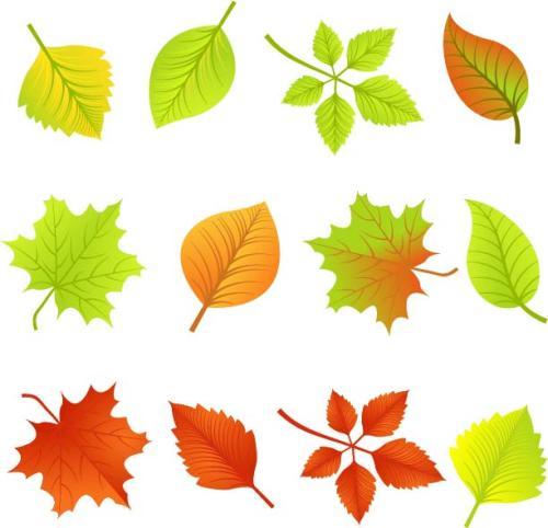 椭圆形的槐树叶简笔画