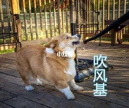 柯基可爱沙雕表情包_表情包_沙雕_柯基_跑步_素材