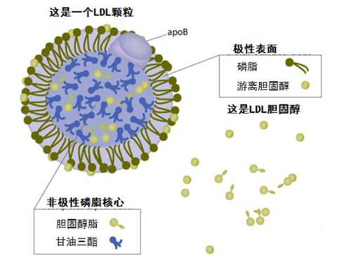 低密度脂蛋白结构图
